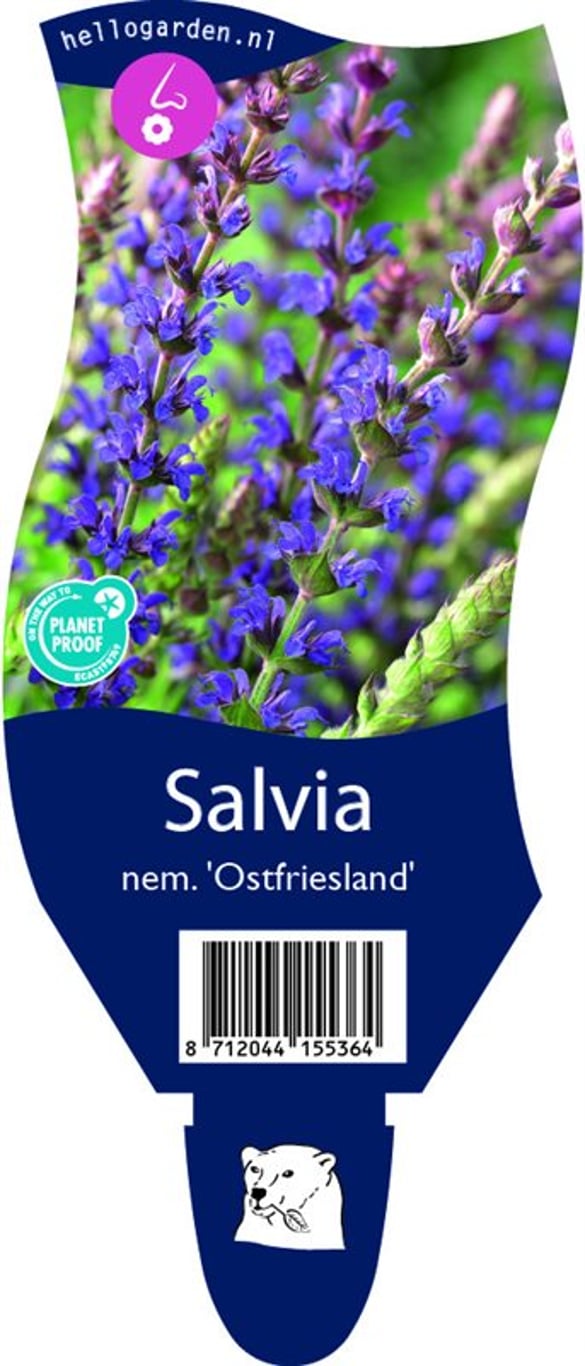 Salvia nem. 'Ostfriesland' - P11